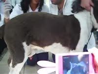 Kinky zoologists making a dog cum